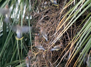 Cedar Waxwings - photo by Julie Dodd