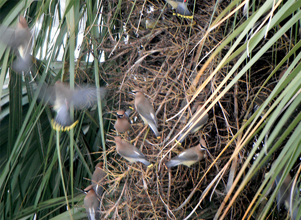 Cedar Waxwings - photo by Julie Dodd