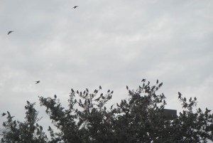 Cedar Waxwings cover the tree, much like Christmas tree ornaments, as they eat berries. Photos by Julie Dodd