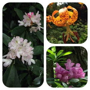 wildflowers in Smokies