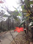 Leaf along Gainesville-Hawthorne Trail