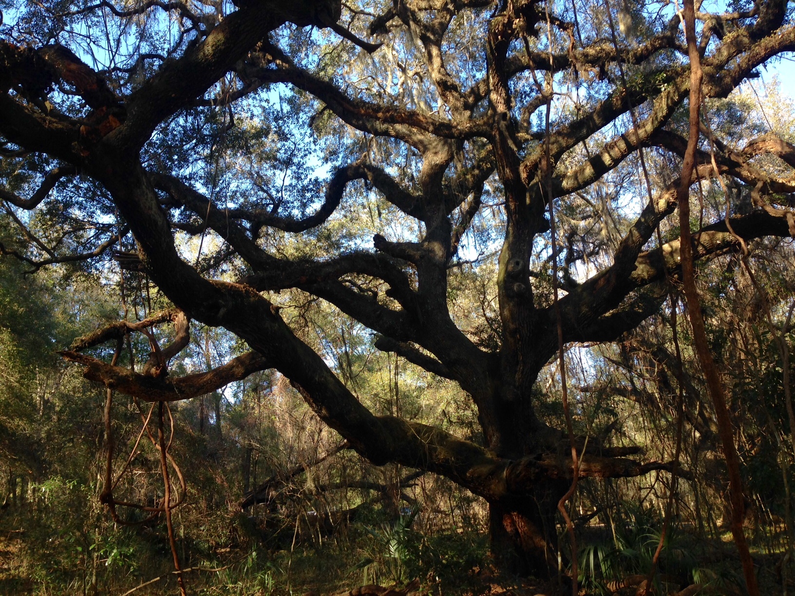 Live oak