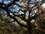 Live oak