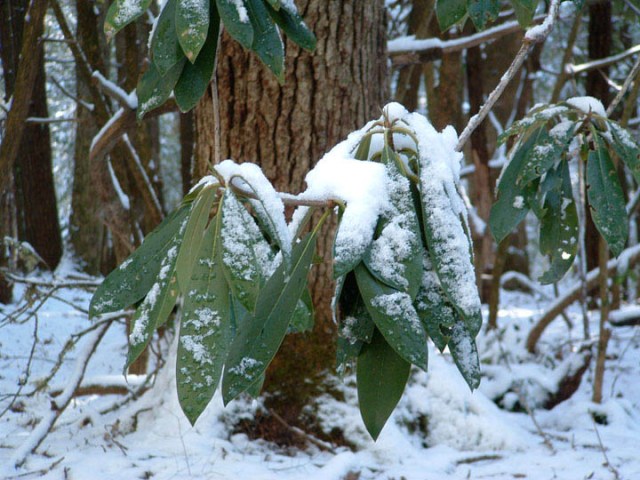 Rhododendron in snow, Cades Cove, Great Smoky Mountains National Park
