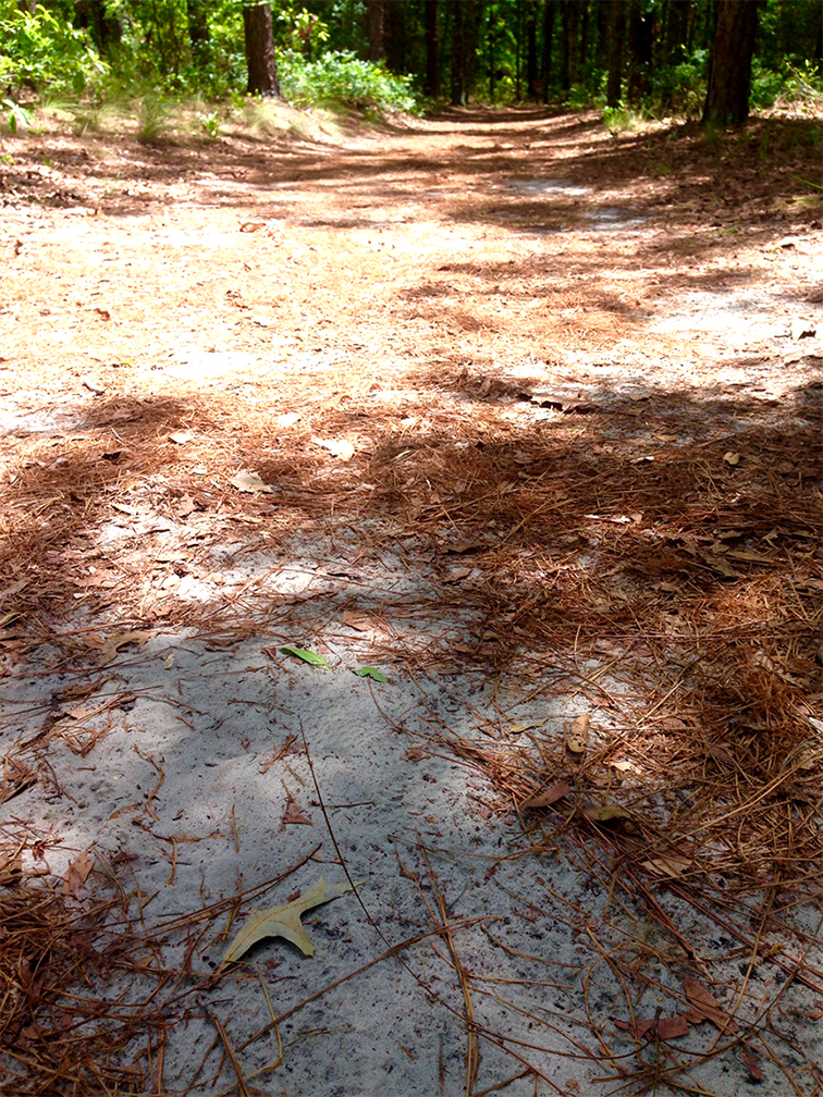 Sand and pine needles