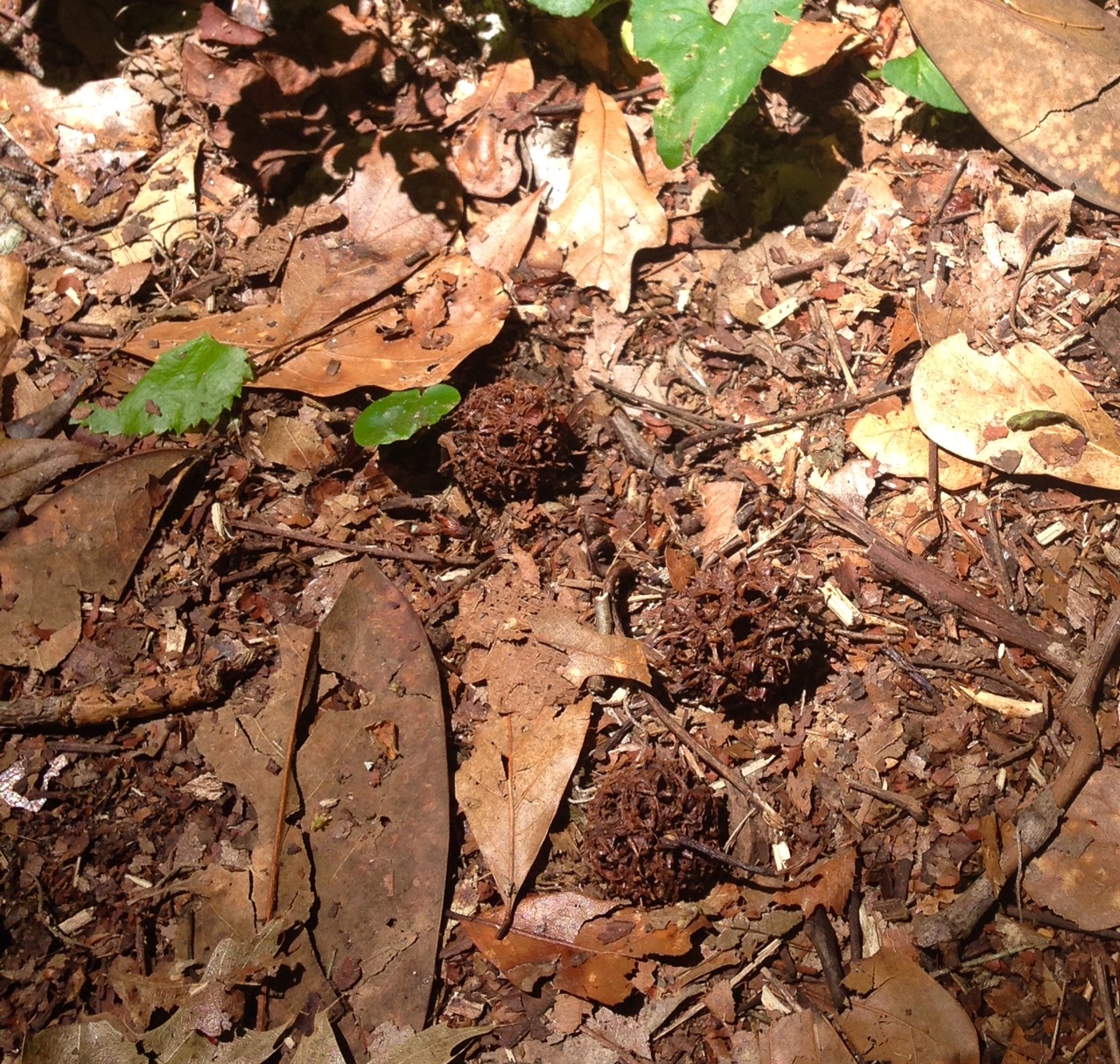 Sweetgum balls
