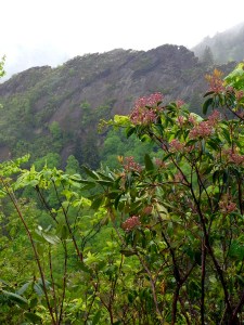 mountain laurel and Eye of the Needle on Alum Cave Trail