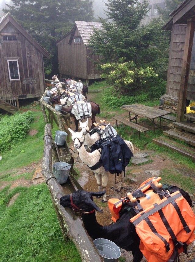 Llamas as LeConte Lodge