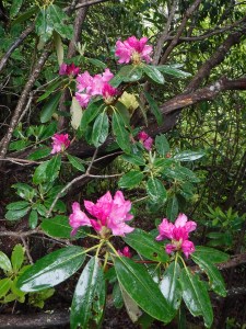 Cawtaba rhodendron