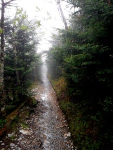 Spruce and fir line Alum Cave Trail