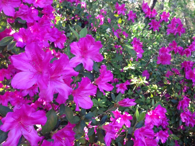 dark pink azaleas by Julie Dodd