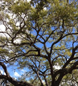 live oak