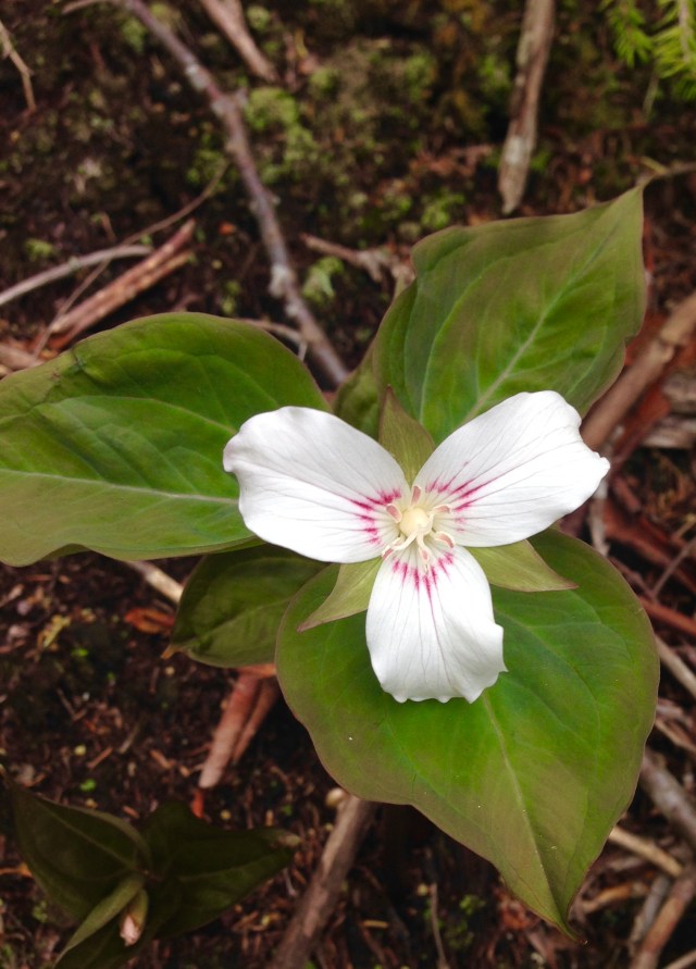 painted trillium - photo by Julie Dodd