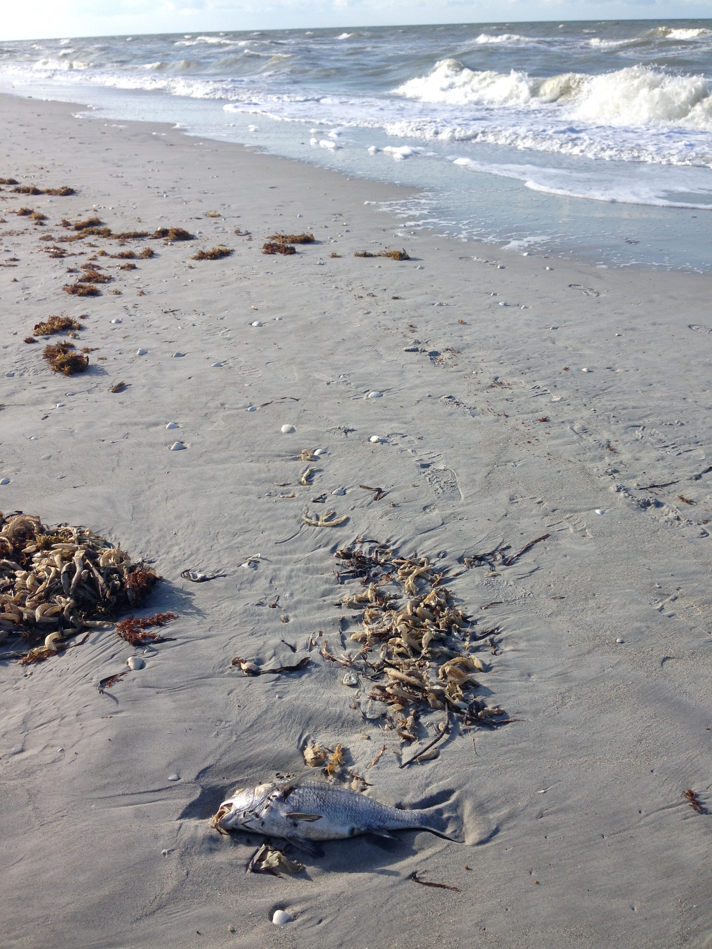 dead fish on Sanibel Island