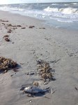 dead fish on Sanibel Island