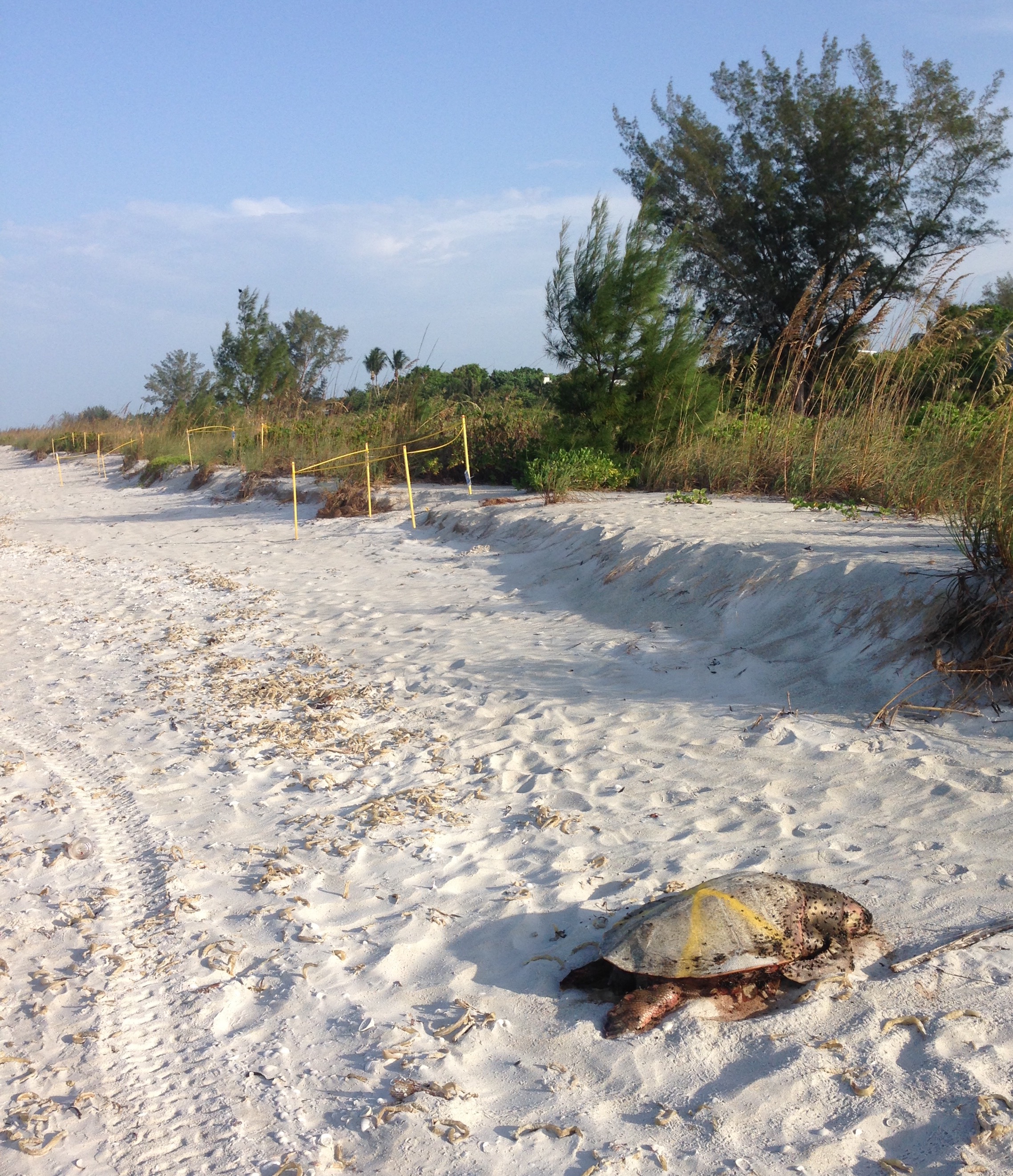 dead sea turtle on beach at Sanibel Island
