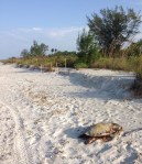 dead sea turtle on beach at Sanibel Island