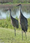 sandhill cranes - photo by Julie Dodd