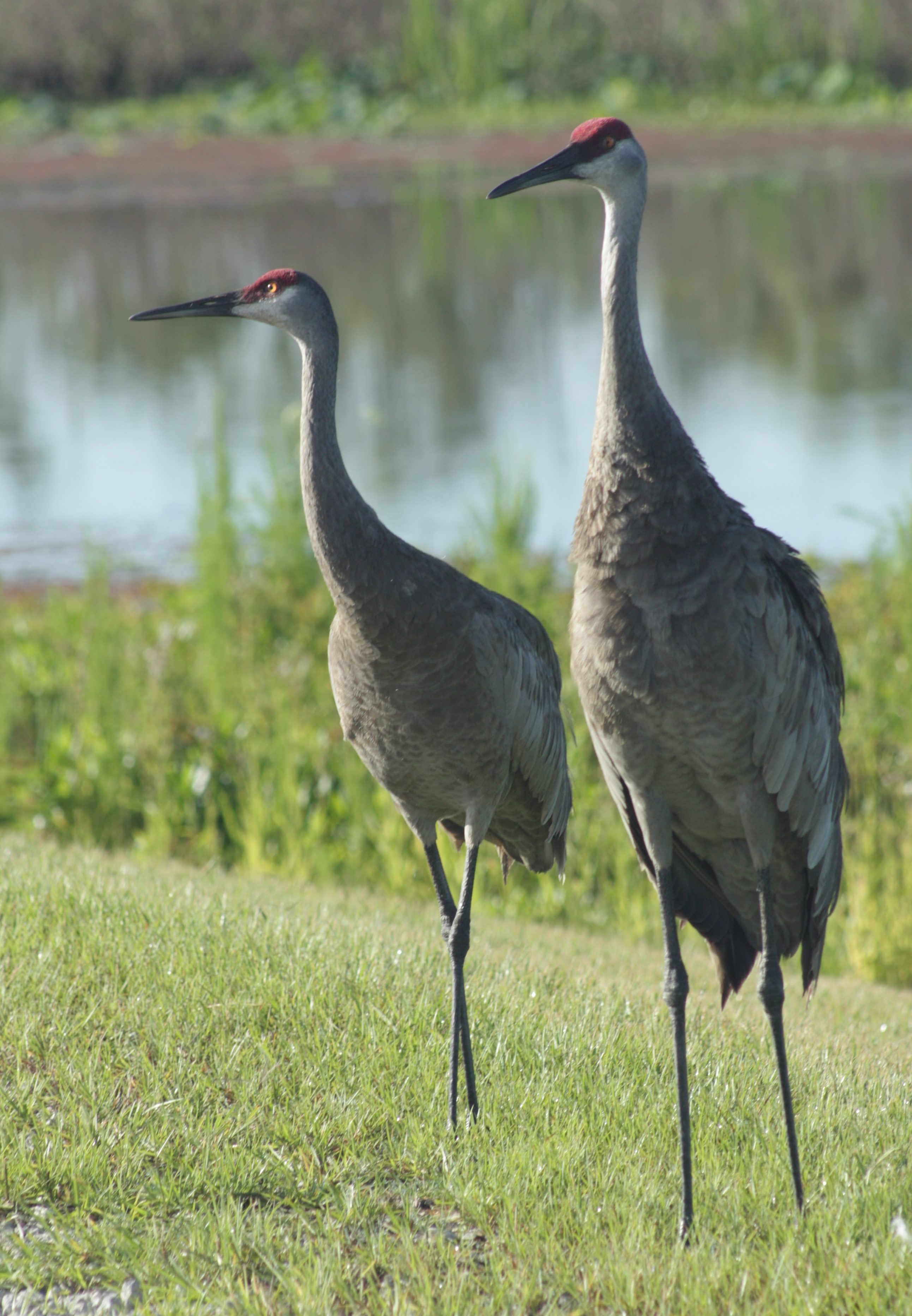 sandhill cranes - photo by Julie Dodd