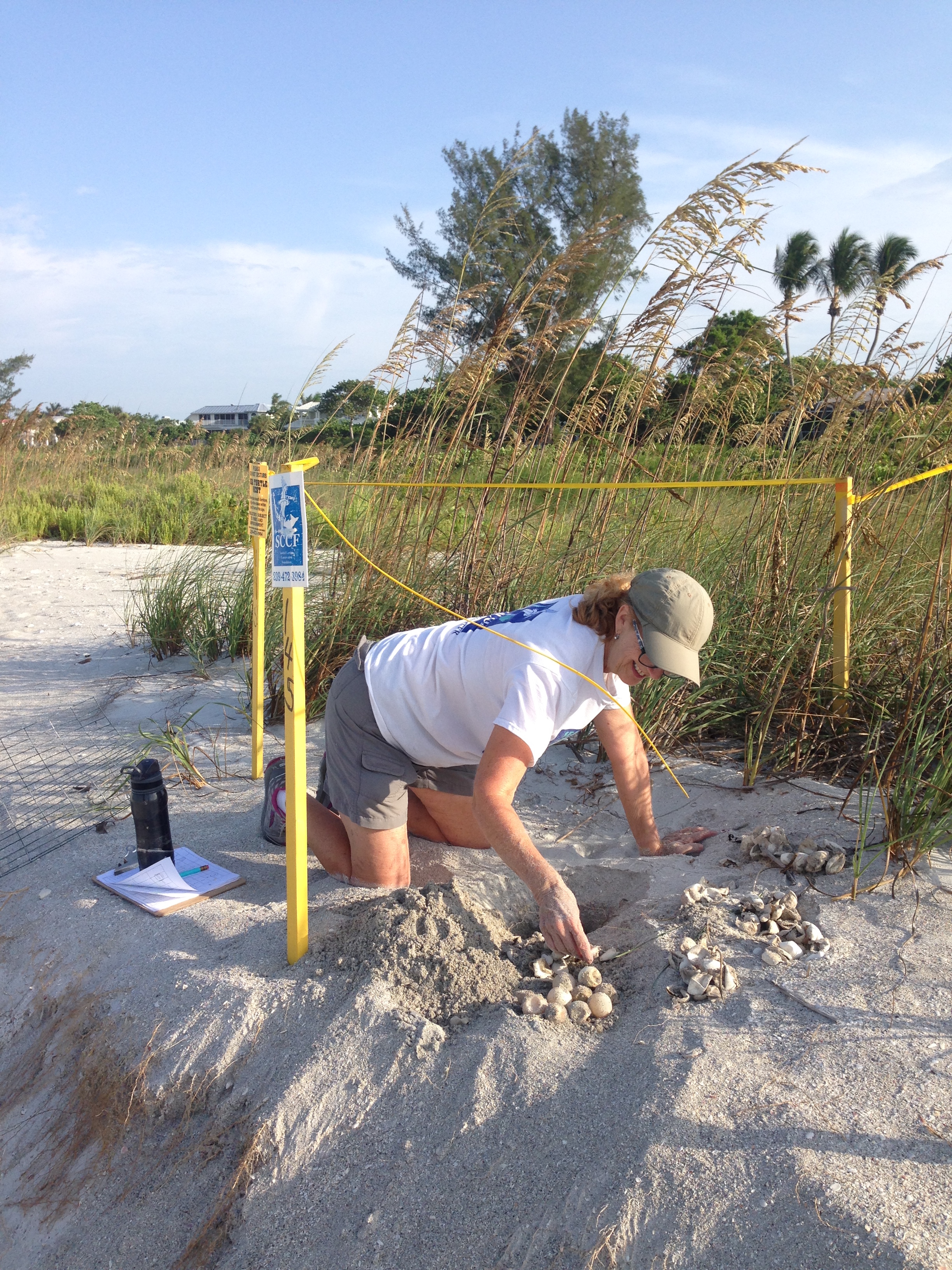 SCCF sea turtle volunteer inventorying sea turtle nest