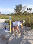SCCF sea turtle volunteer inventorying sea turtle nest