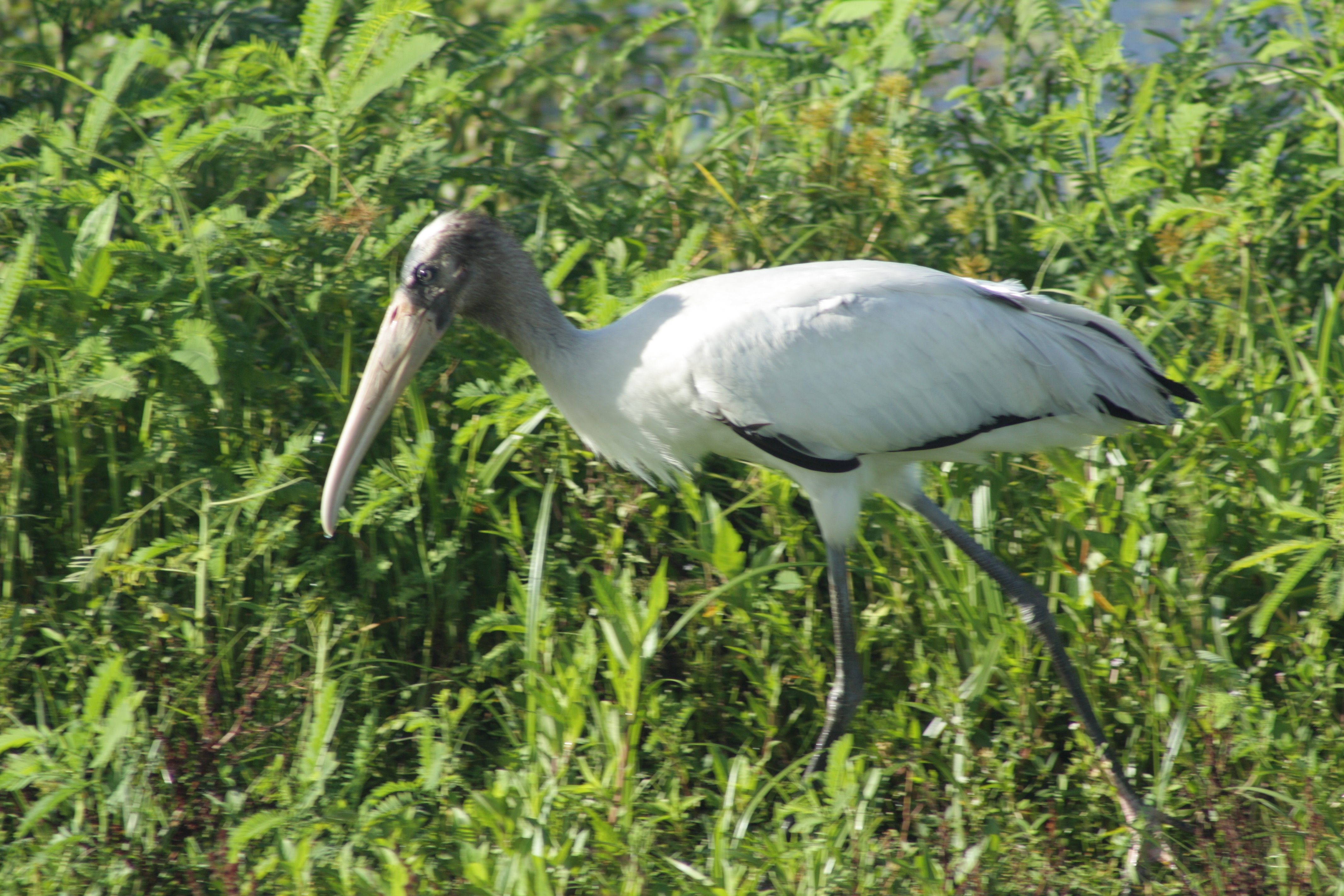 Wood stork - photo by Julie Dodd