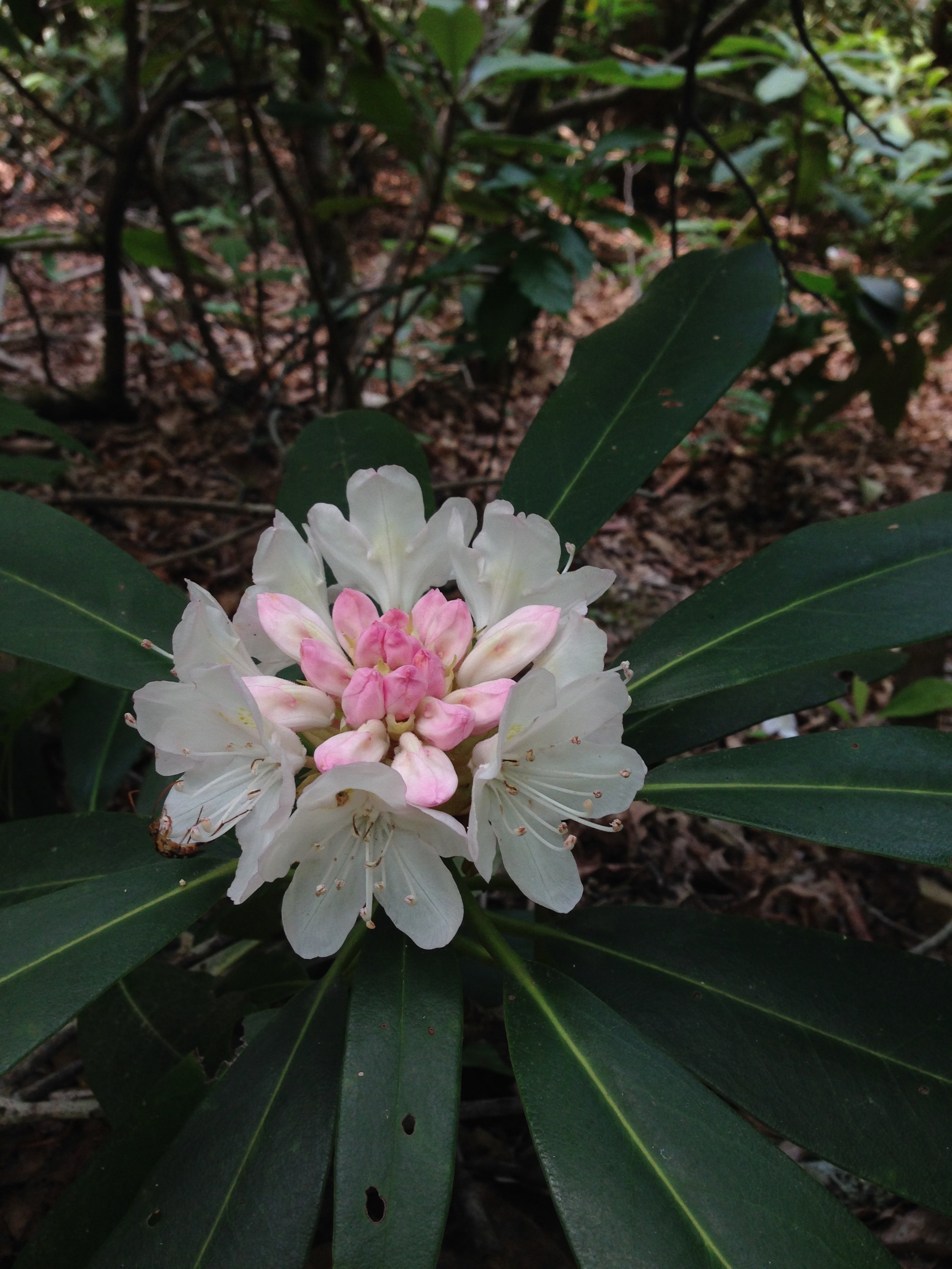 rosebay rhododendron - photo by Julie Dodd