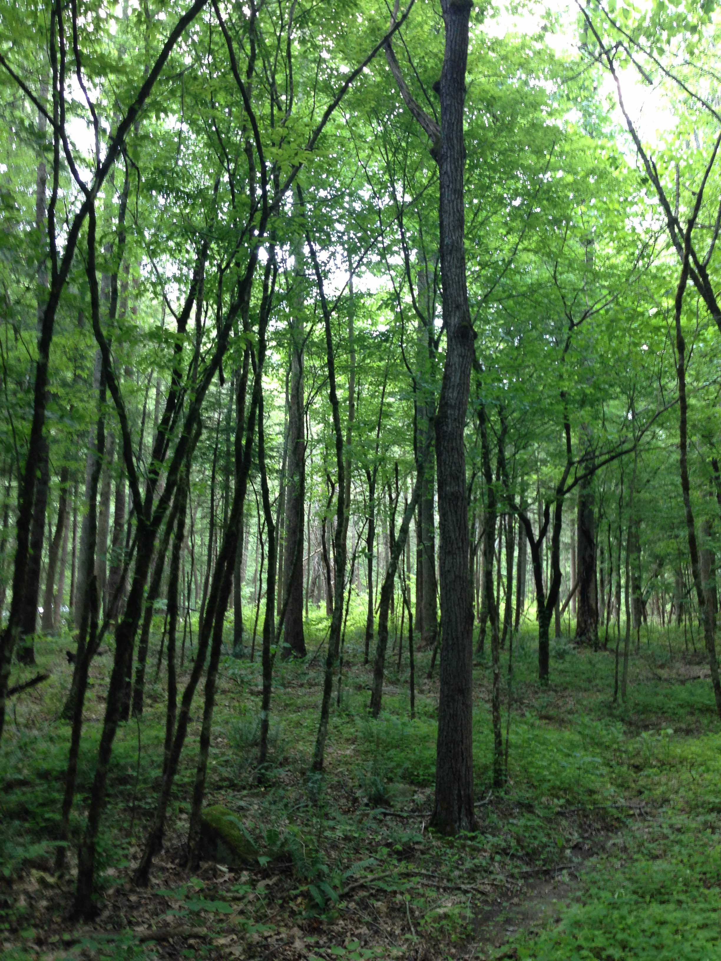 burnt trees along Gatlinburg Trail - photo by Julie Dodd