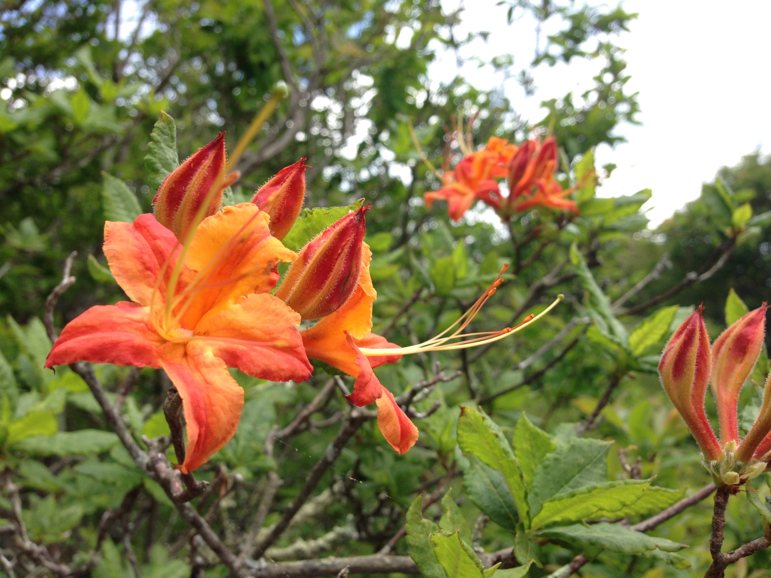 flame azalea photo by Julie Dodd