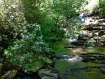 mountain laurel along Road Prong Creek photo by Julie Dodd