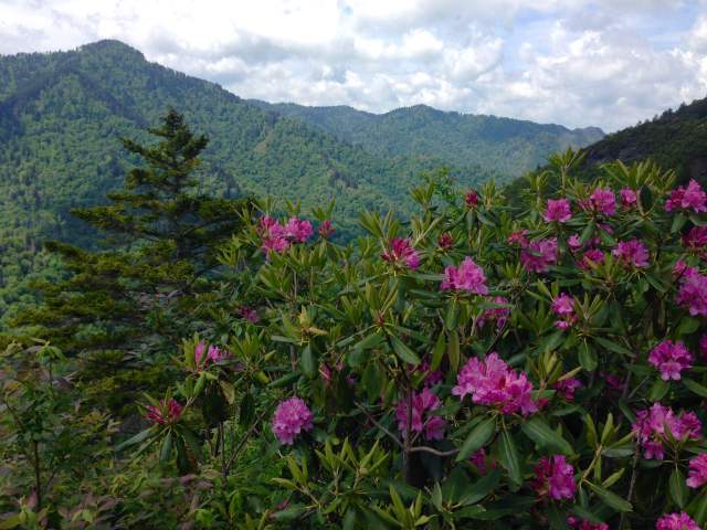 catawba rhododendron along Alum Cave Trail photo by Julie Dodd