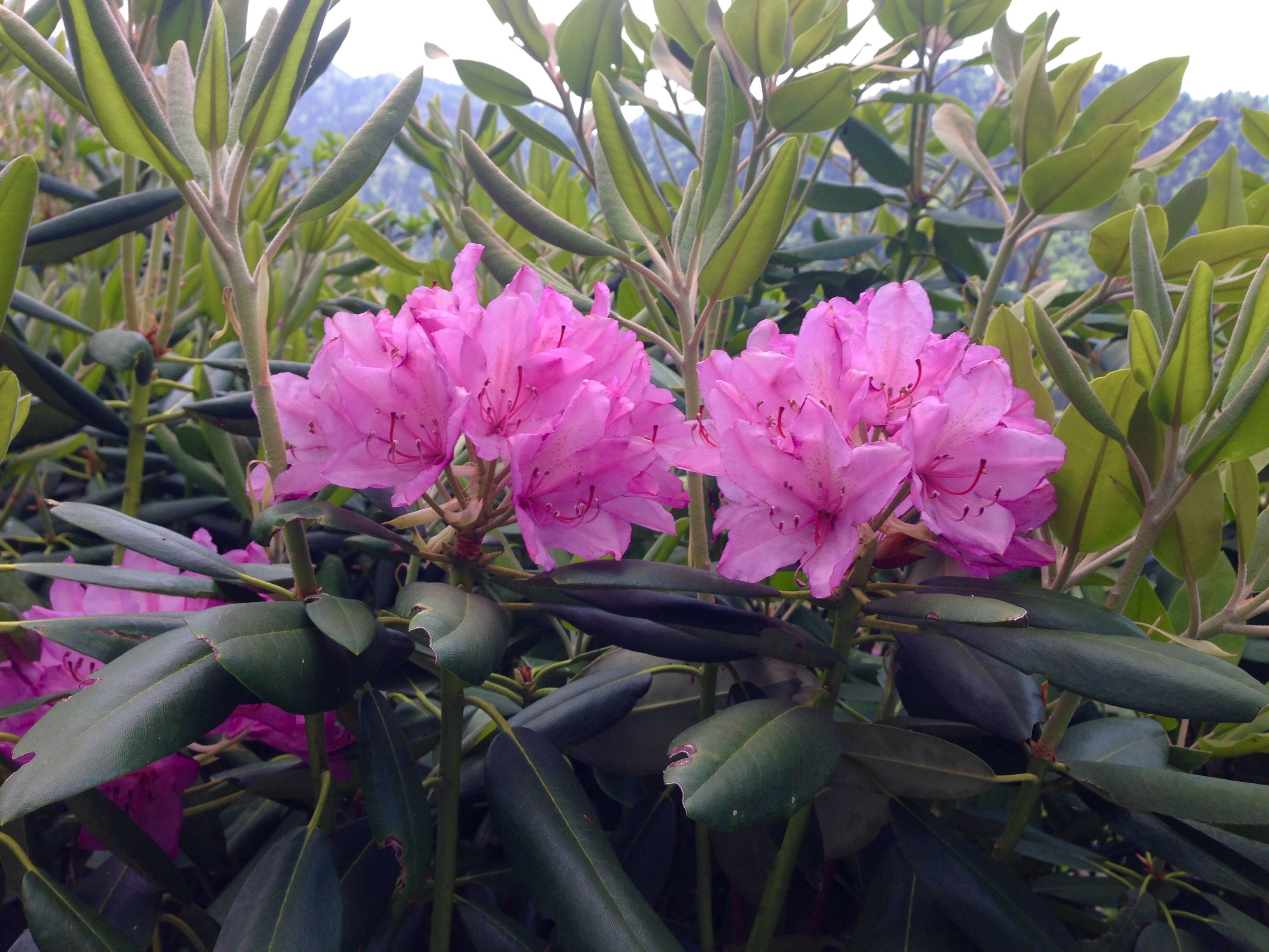 catabaw rhododendron photo by Julie Dodd