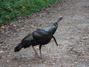 wild turkey in GSMNP - photo by Julie Dodd