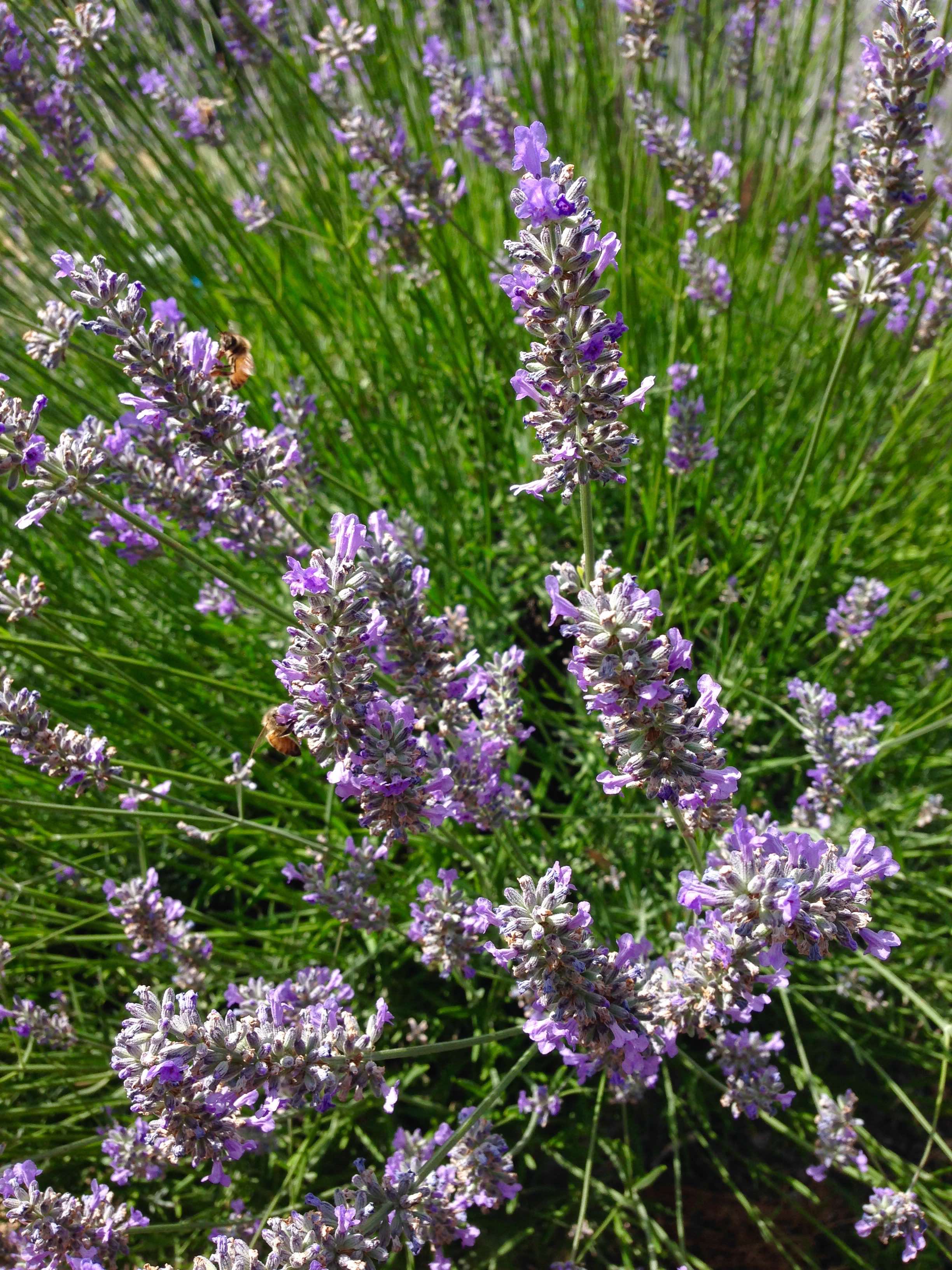 bees on lavender