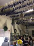 lavender drying at Barn Owl Nursery