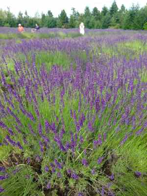 lavender fields at Mountainside Lavender Farm