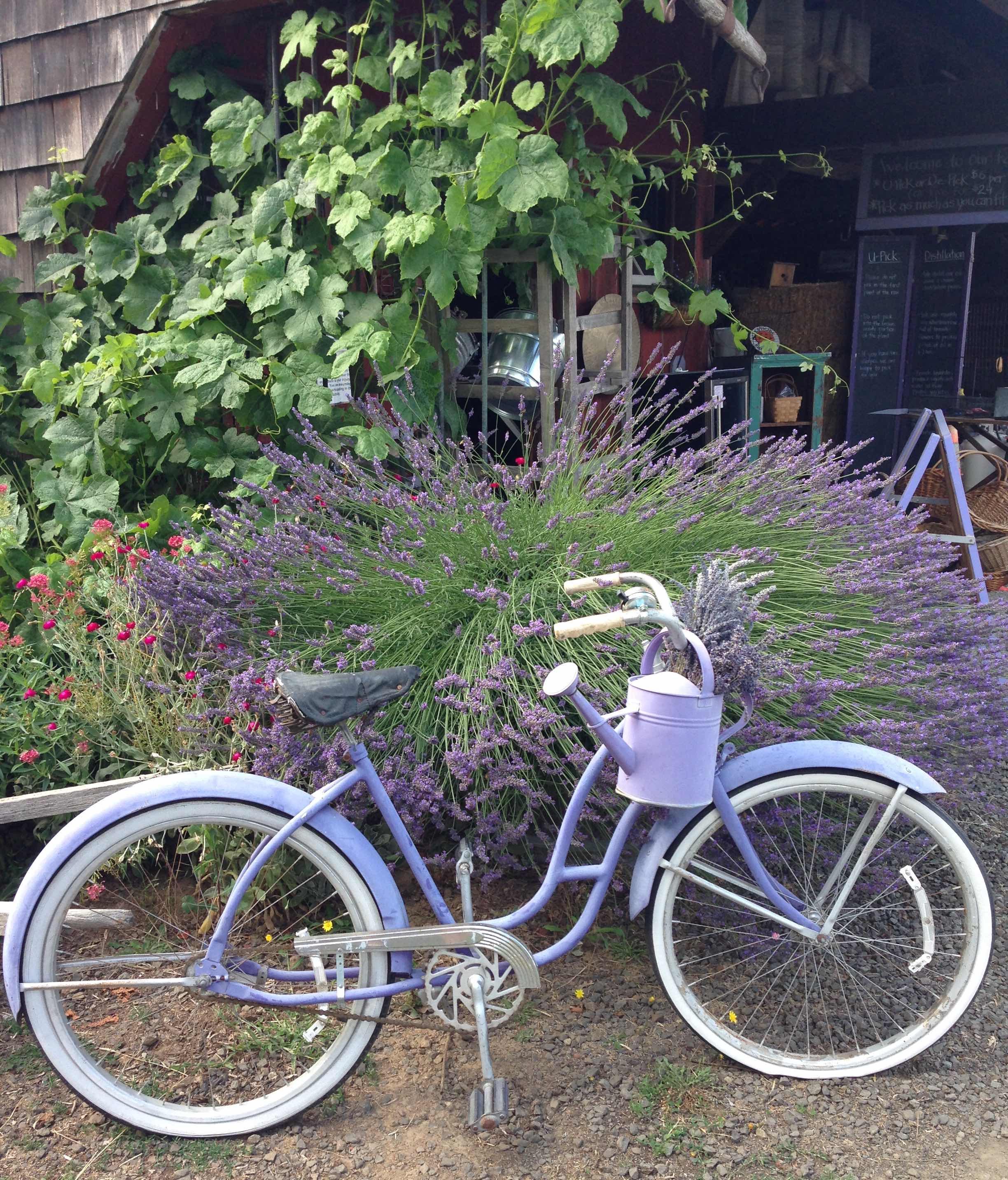 lavender bike and lavender