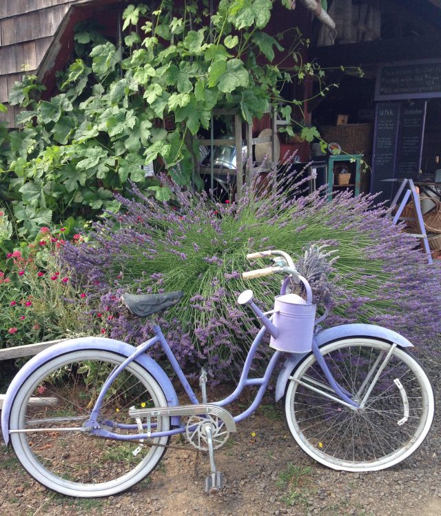 lavender bike and lavender