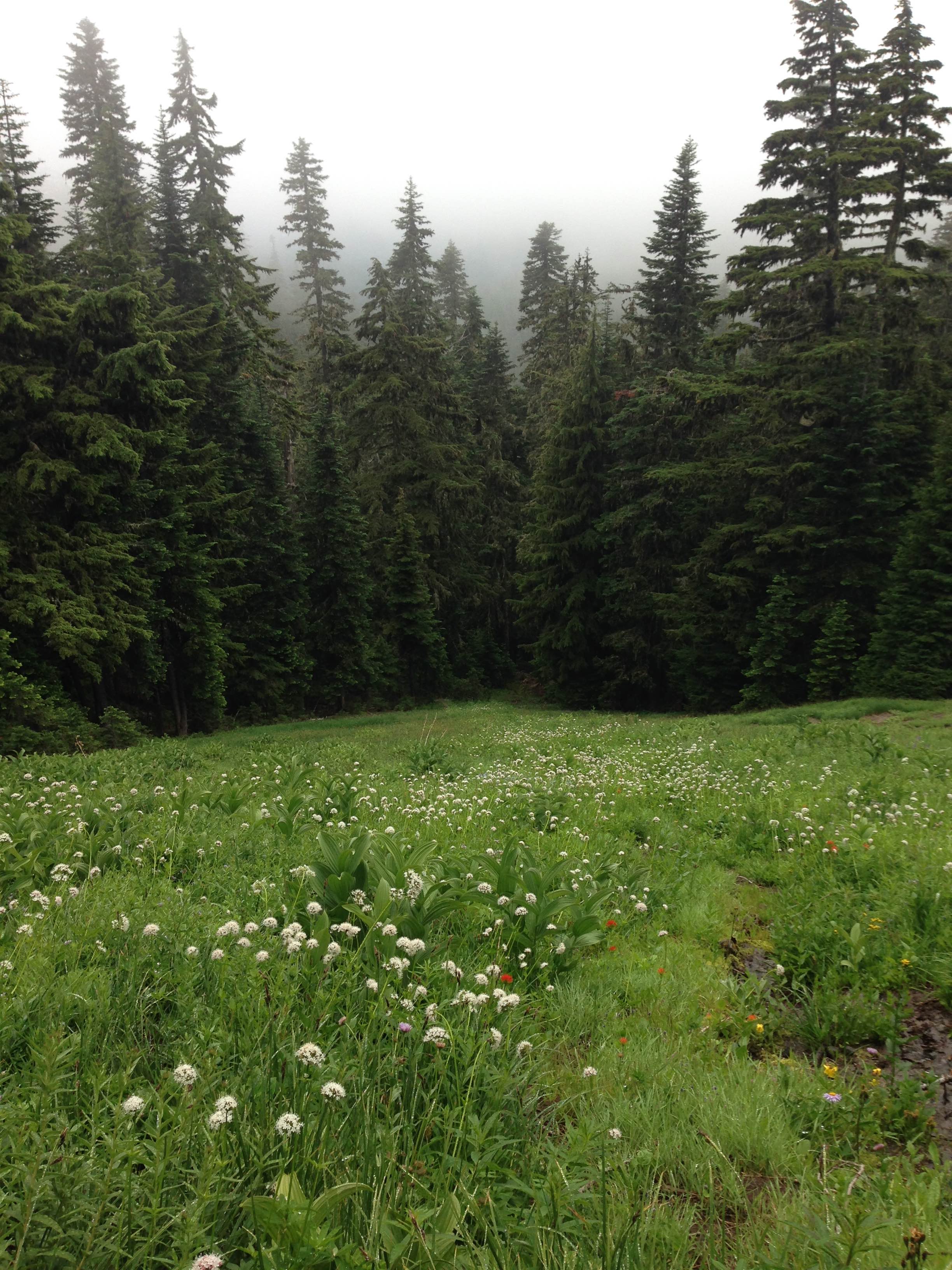 Mount Hood meadow