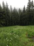 Mount Hood meadow