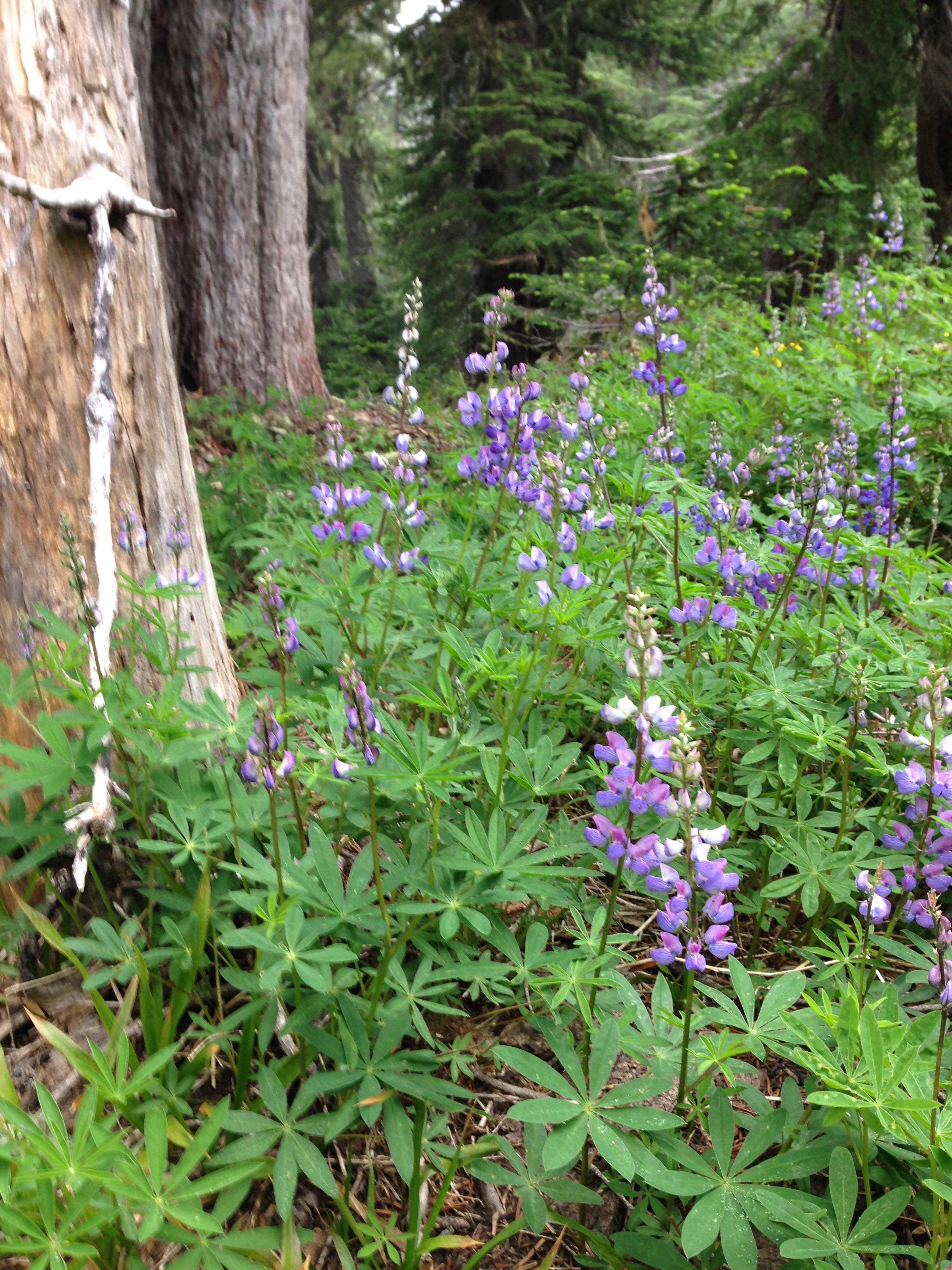 Lupine along Zigzag Trail