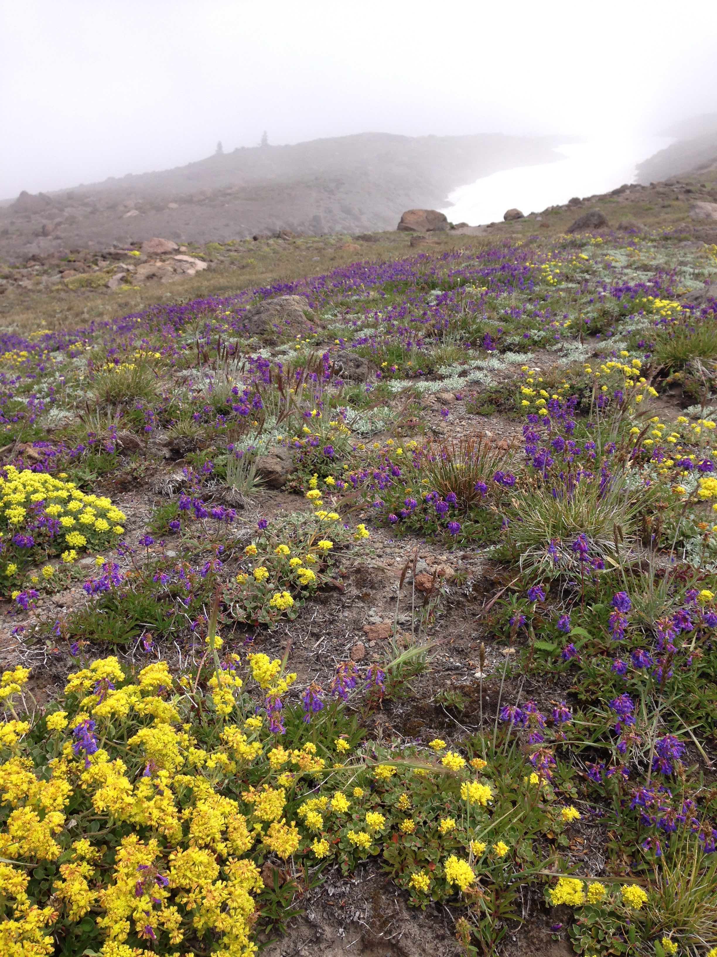 wildflowers along Mountaineer Trail, Mount Hood