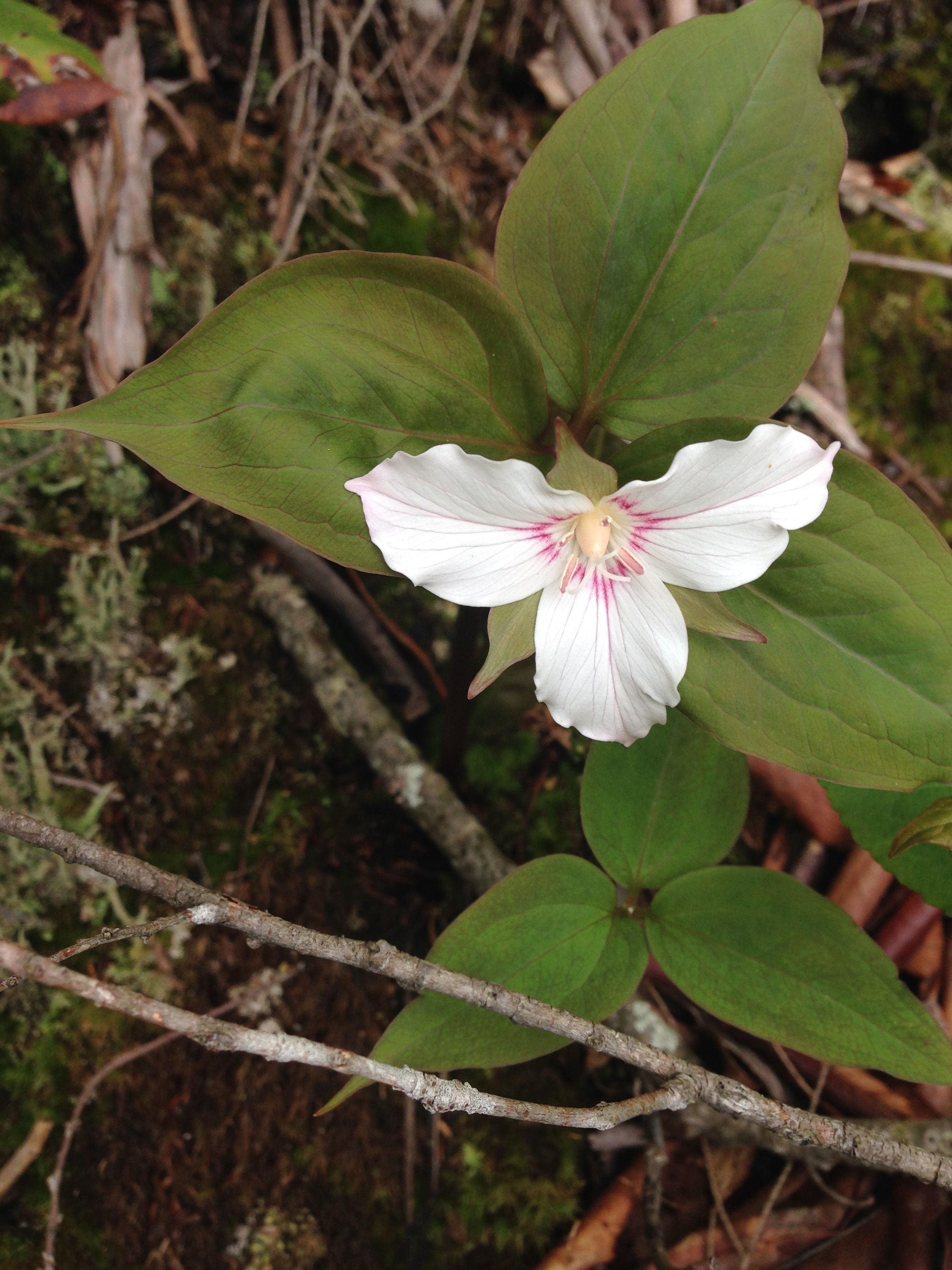 painted trillium