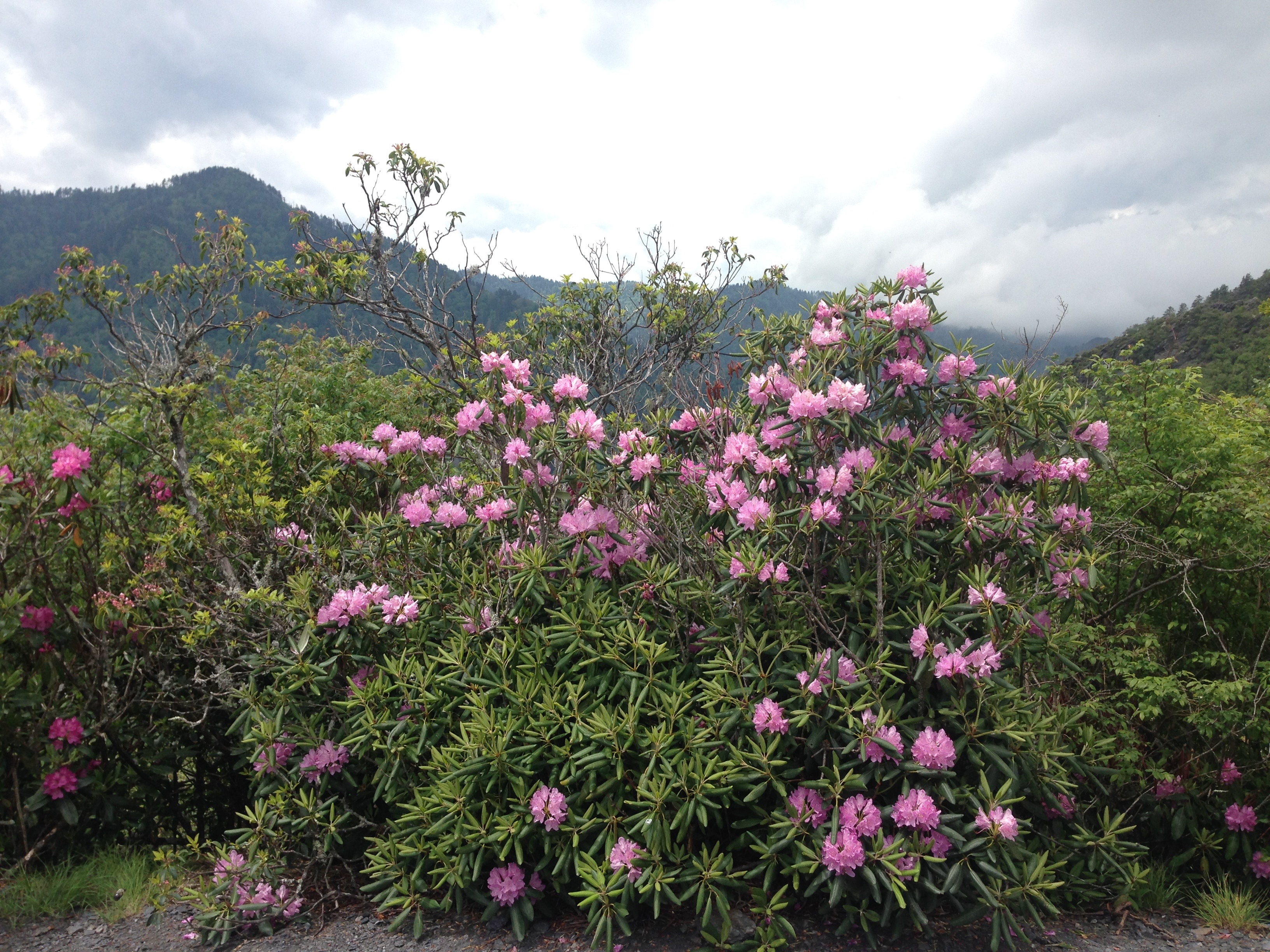 catawba rhododendron on Alum Cave Trail