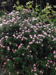 Sand Myrtle