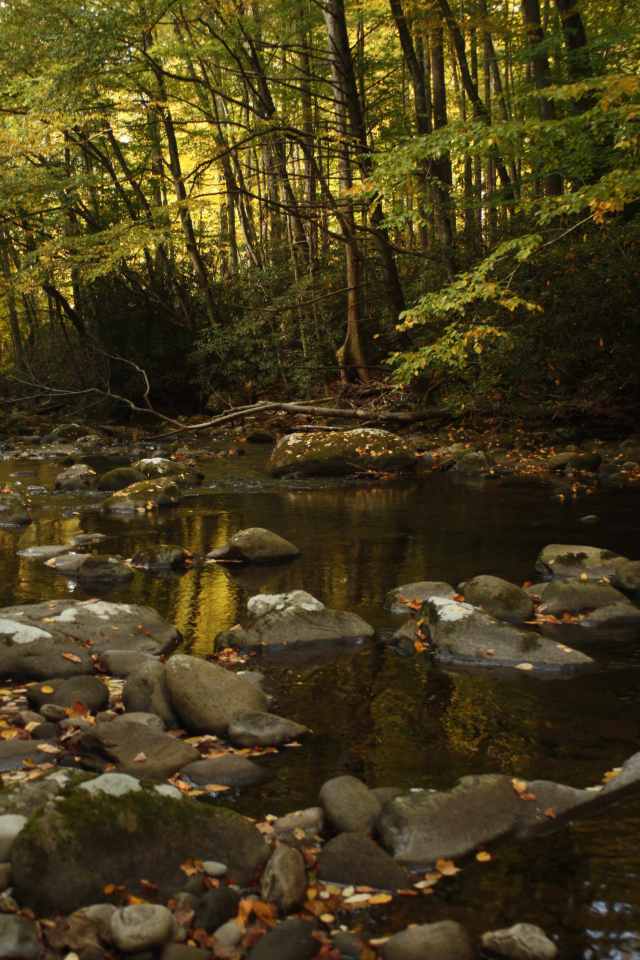 GSMNP Little River - photo by Julie Dodd