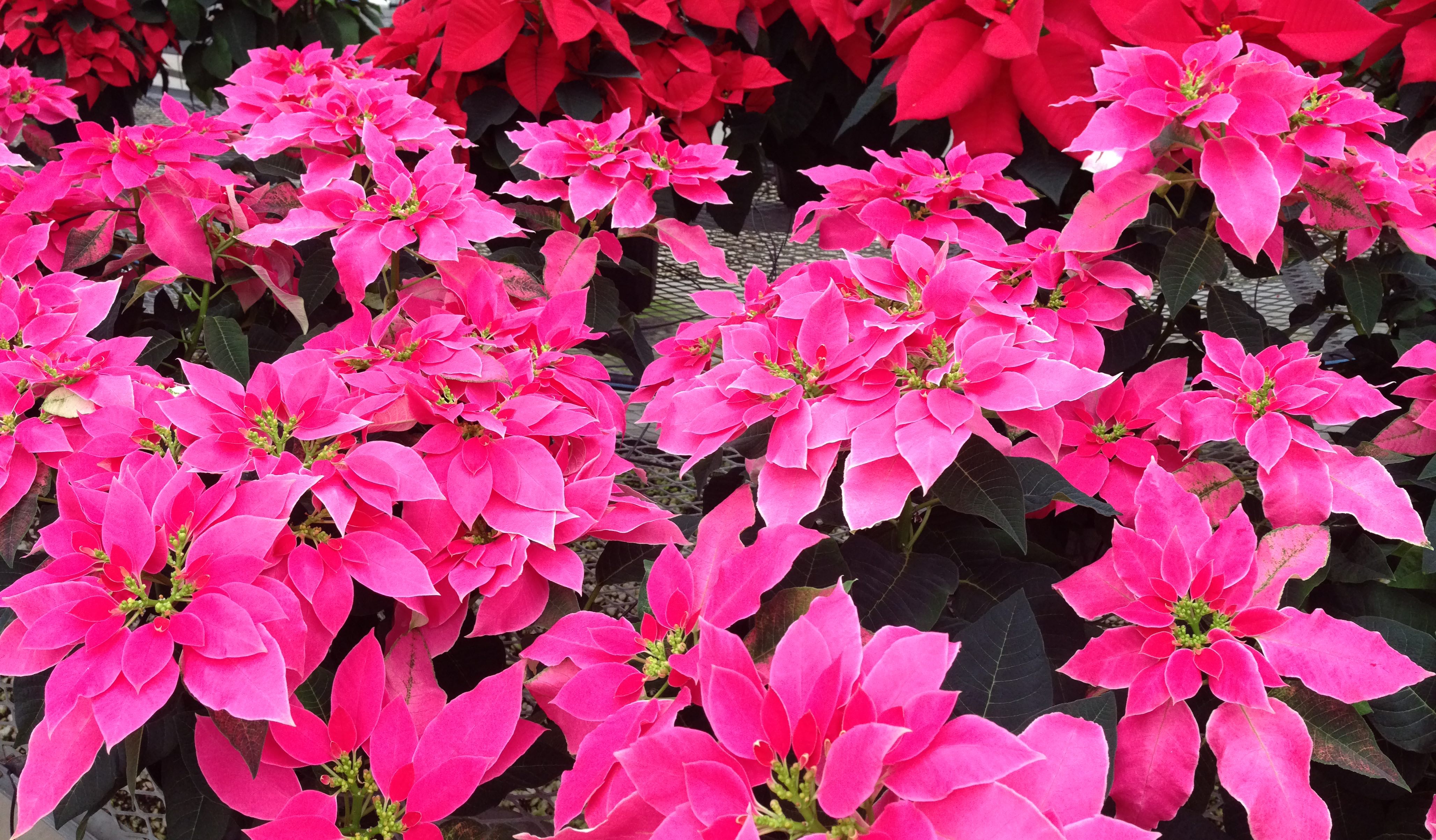 poinsettias - photo by Julie Dodd