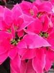 pink poinsettia - photo by Julie Dodd
