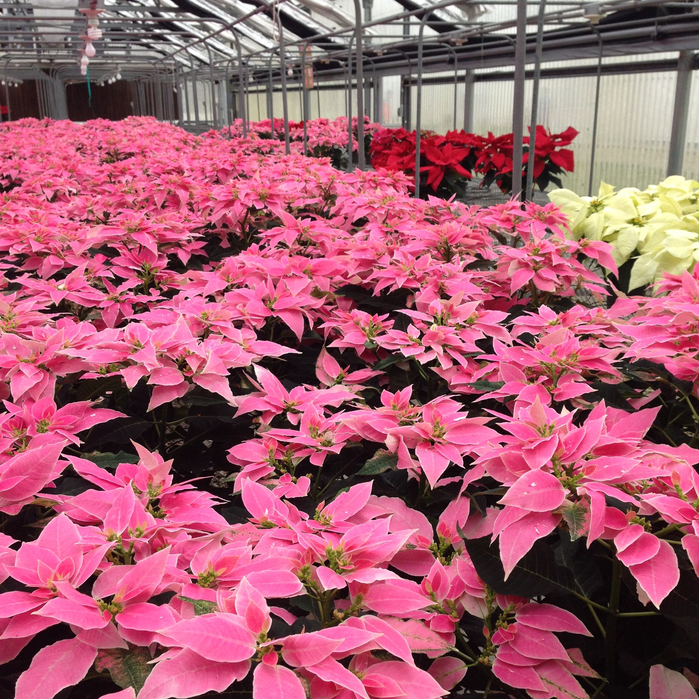 pink poinsettias - photo by Julie Dodd
