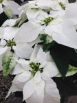white poinsettias - photo by Julie Dodd